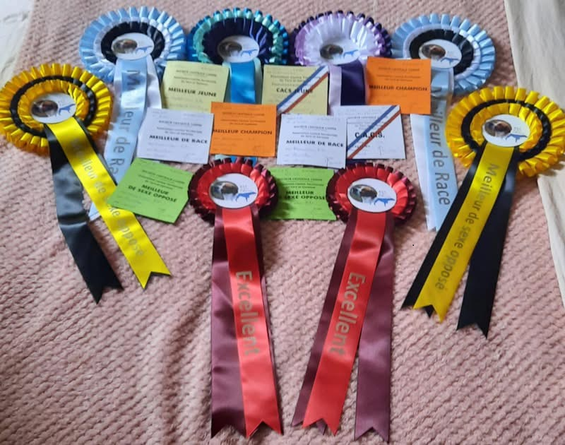 RÉSULTATS DE L'EXPOSITION DE MONCLAR-DE-QUERCY LE 25 AVRIL 2026 :
