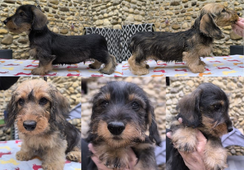 CHIOTS MÂLES DISPONIBLES : 