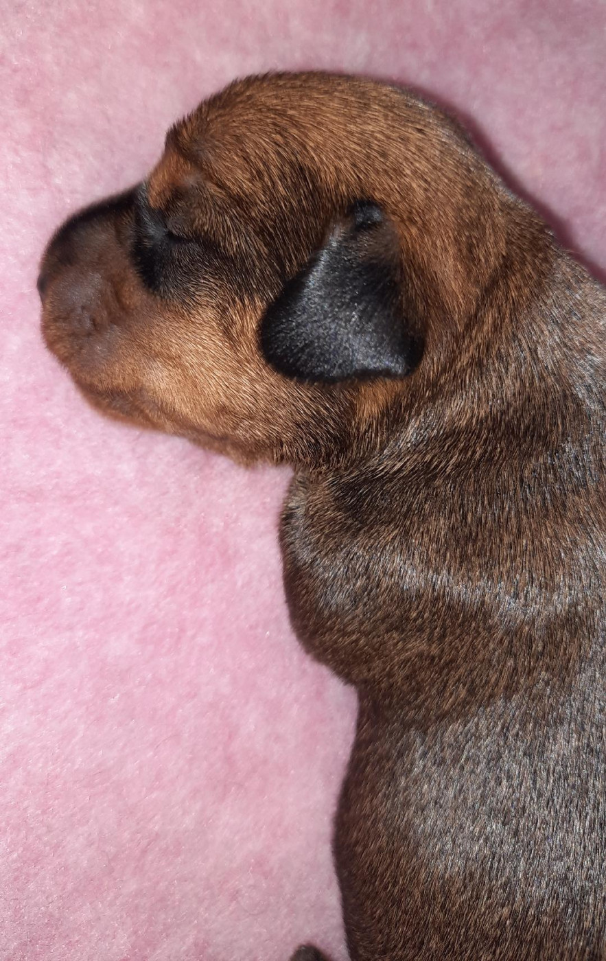 de terre drue de guenreff - Chiots disponibles - Teckel poil dur