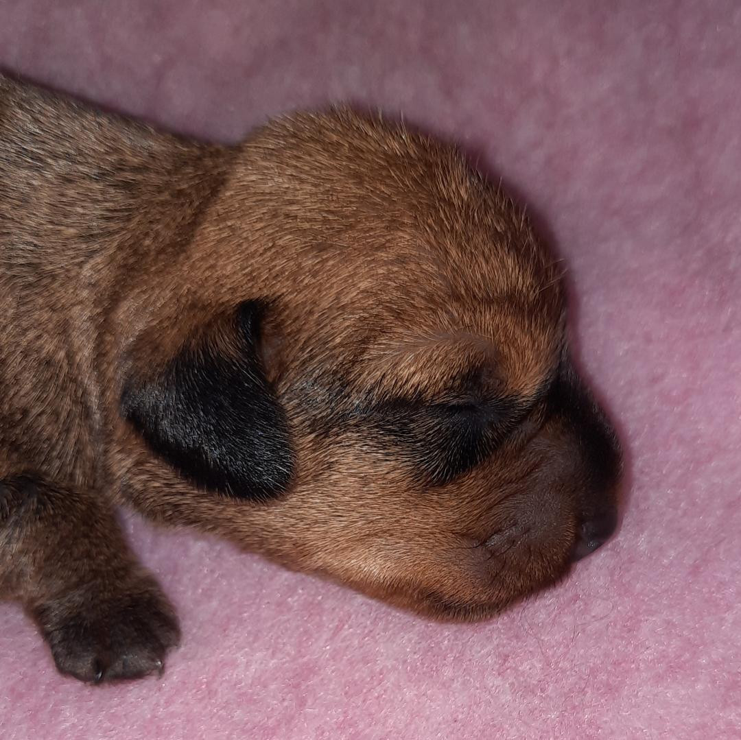 de terre drue de guenreff - Chiots disponibles - Teckel poil dur