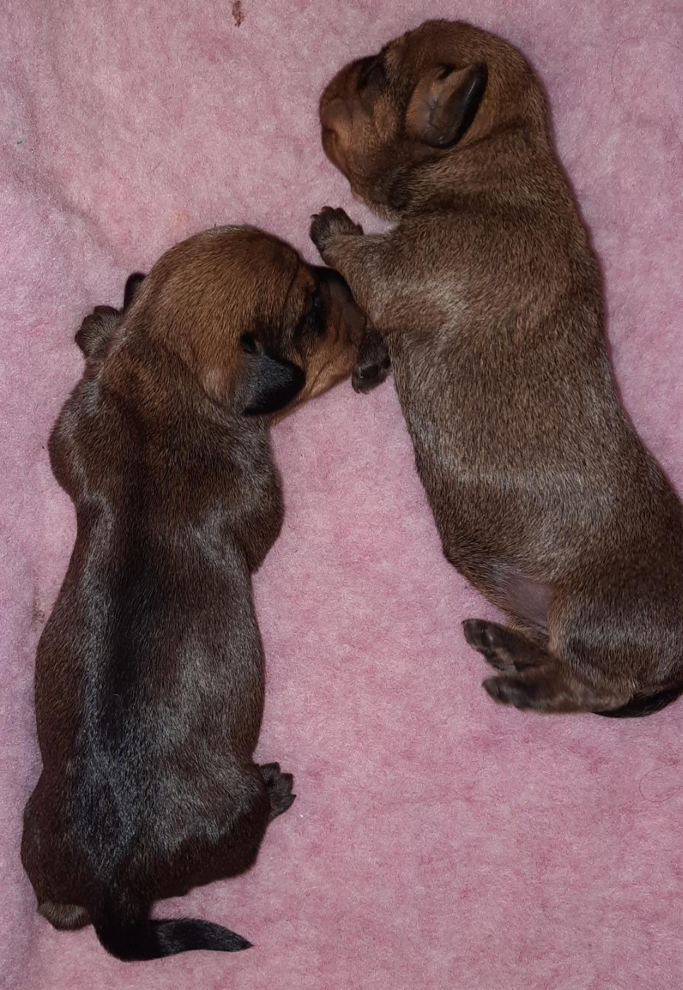 Chiot Teckel poil dur de terre drue de guenreff