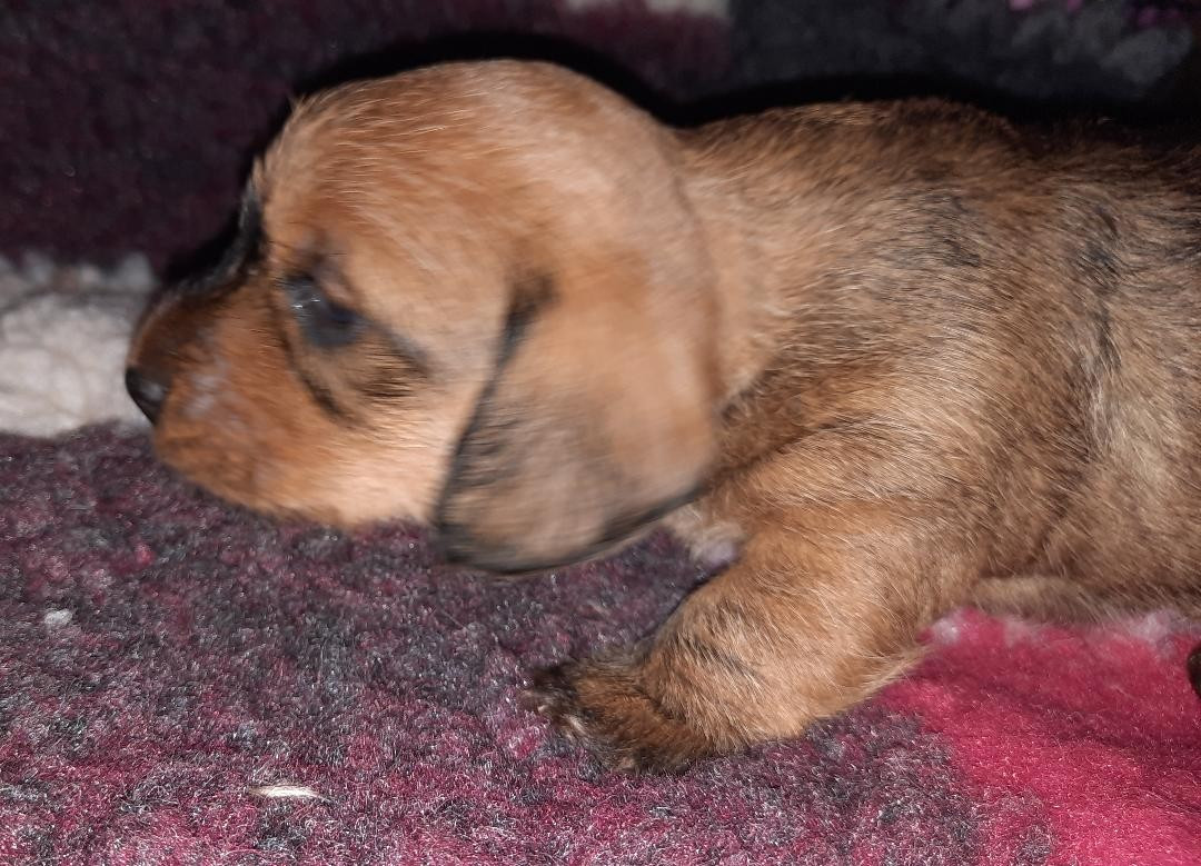 de terre drue de guenreff - Chiots disponibles - Teckel poil dur