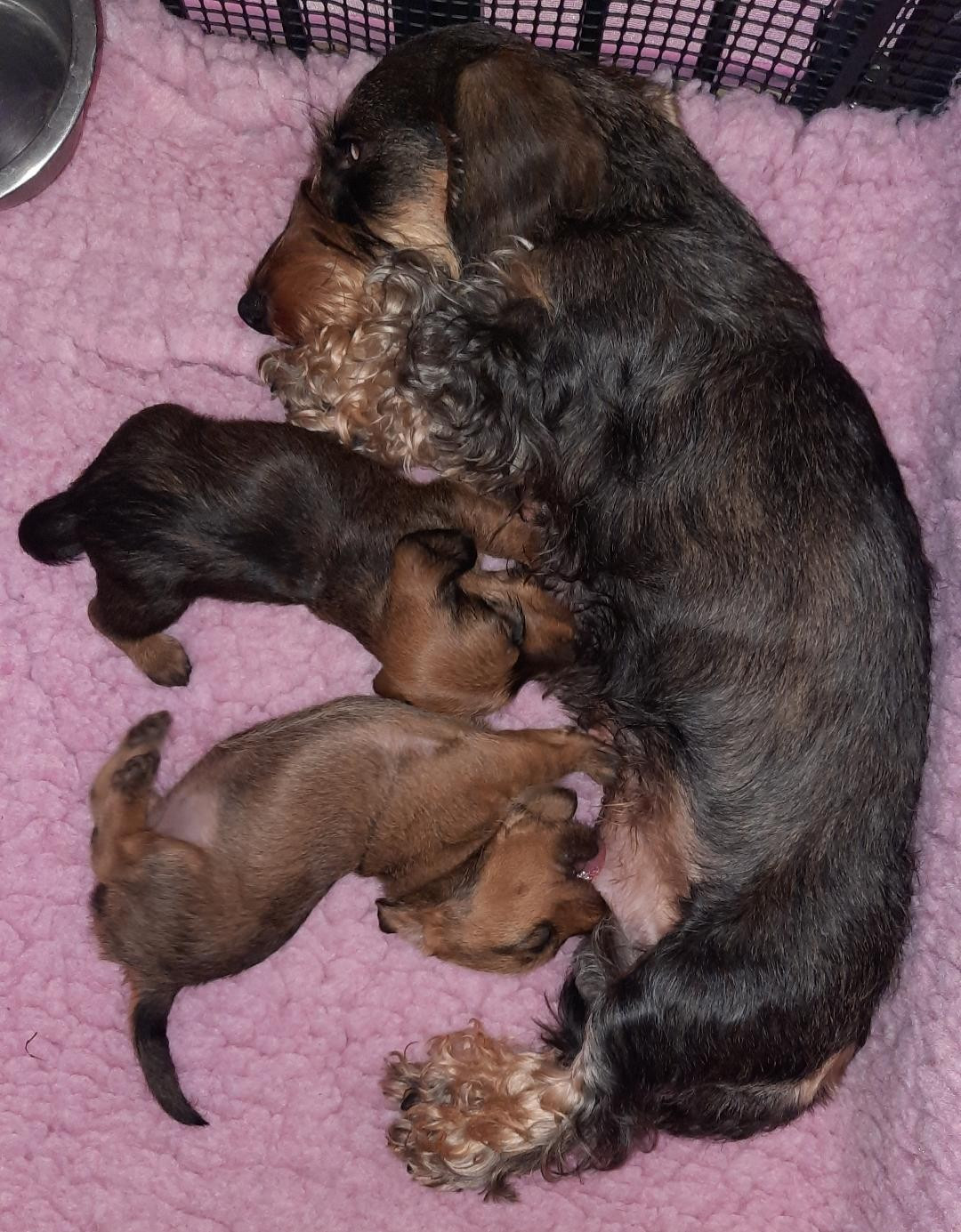 Chiot Teckel poil dur de terre drue de guenreff