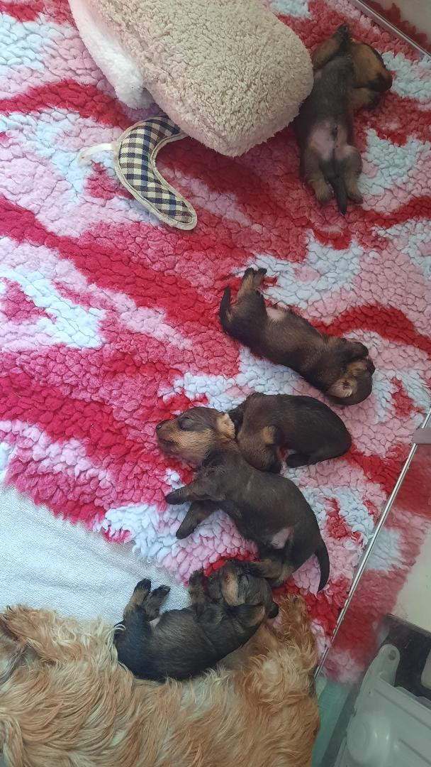 Chiot Teckel poil dur de terre drue de guenreff