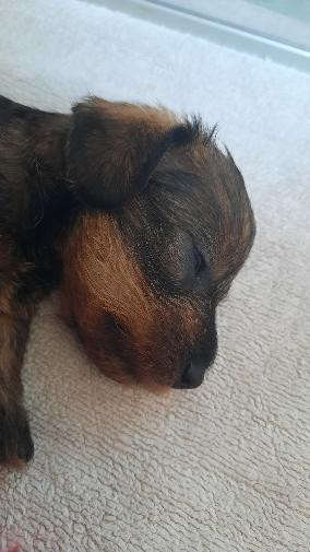 de terre drue de guenreff - Chiots disponibles - Teckel poil dur