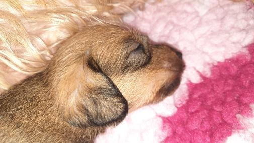 de terre drue de guenreff - Chiots disponibles - Teckel poil dur