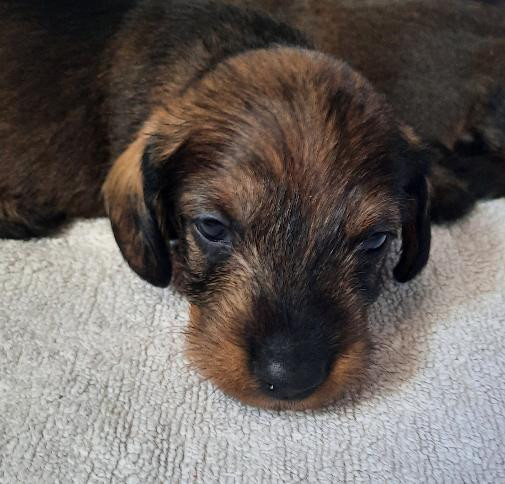 de terre drue de guenreff - Chiots disponibles - Teckel poil dur