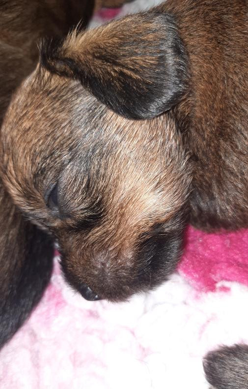 de terre drue de guenreff - Chiots disponibles - Teckel poil dur