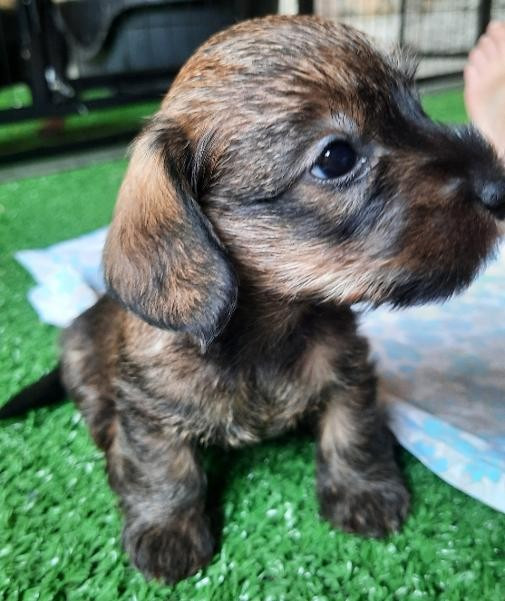 de terre drue de guenreff - Chiots disponibles - Teckel poil dur