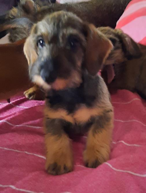 de terre drue de guenreff - Chiots disponibles - Teckel poil dur